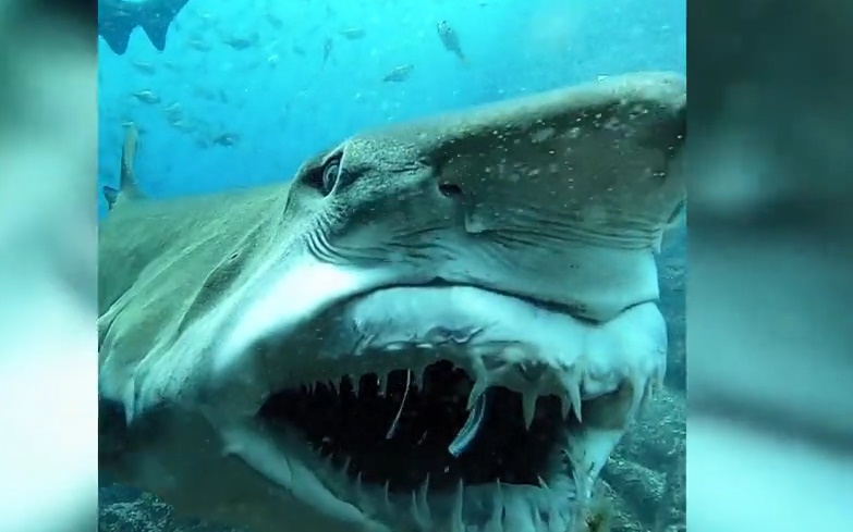 Khoảnh khắc cá mập nhe răng sắc nhọn với thợ lặn có bình khí
